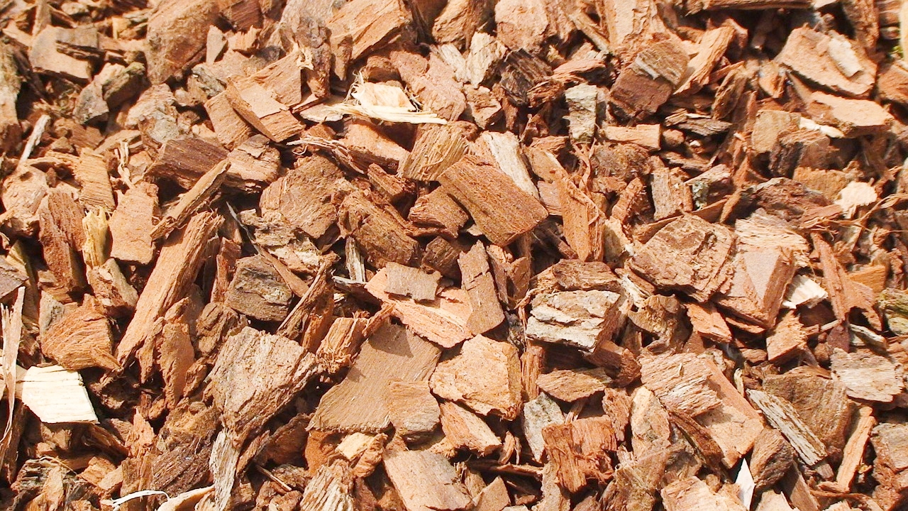 Bark  Health