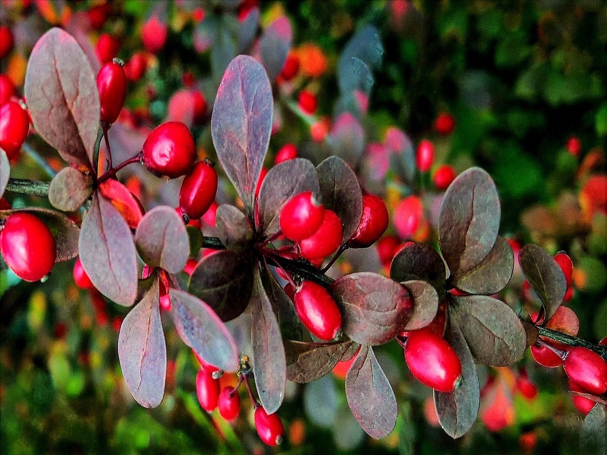 Berberine - Wikipedia