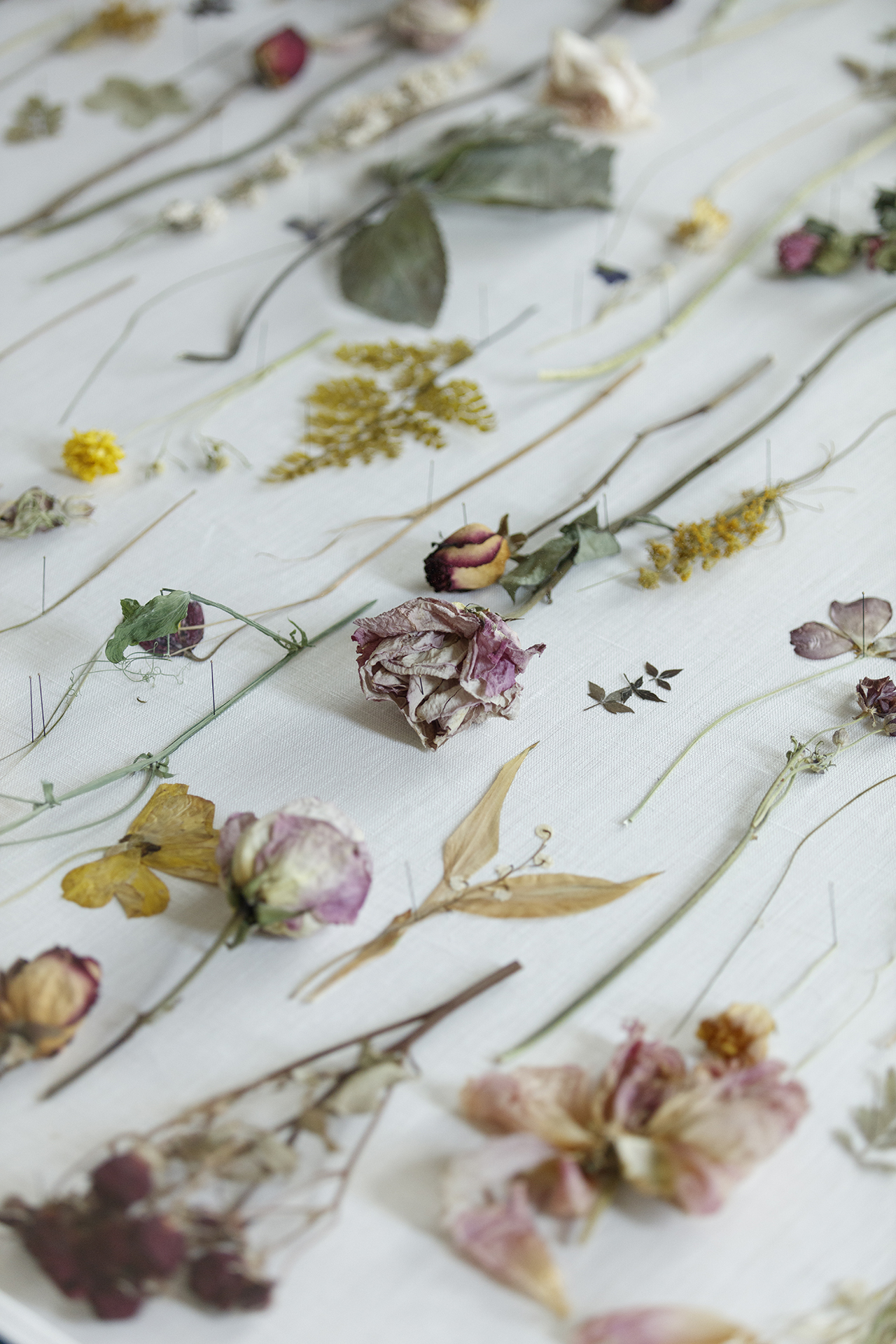 dried flower  Carissa Snedeker Photography