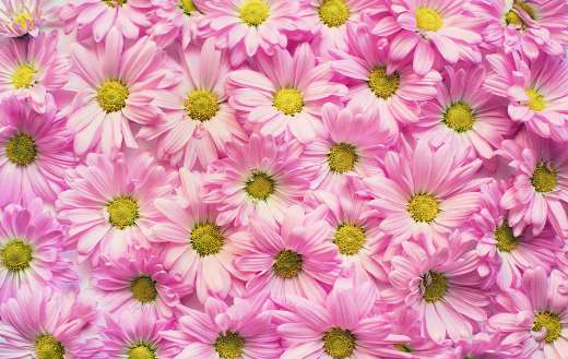 Artificial Daisies Flowers| Artificial Flowers| GT Decorations