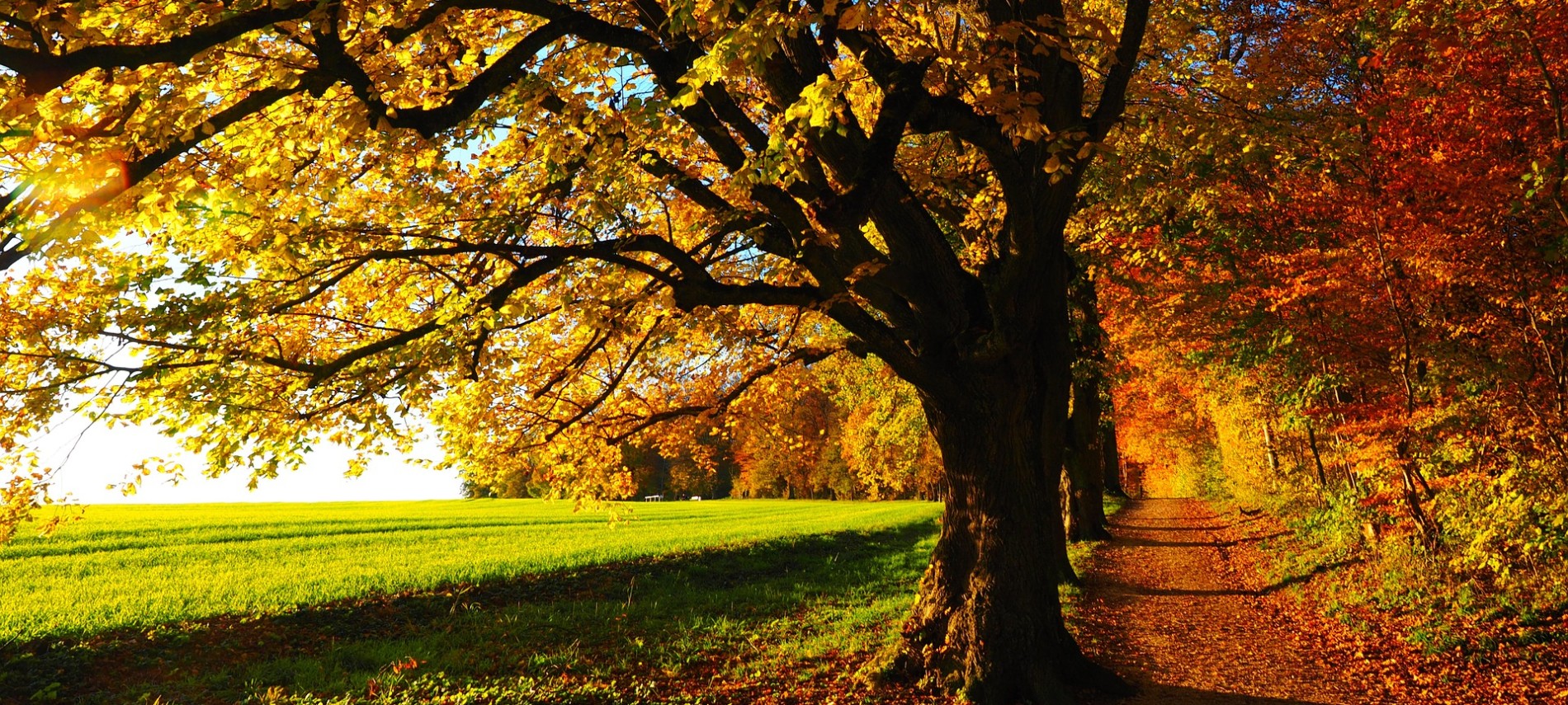 Fall Foliage | Fullerton Inn