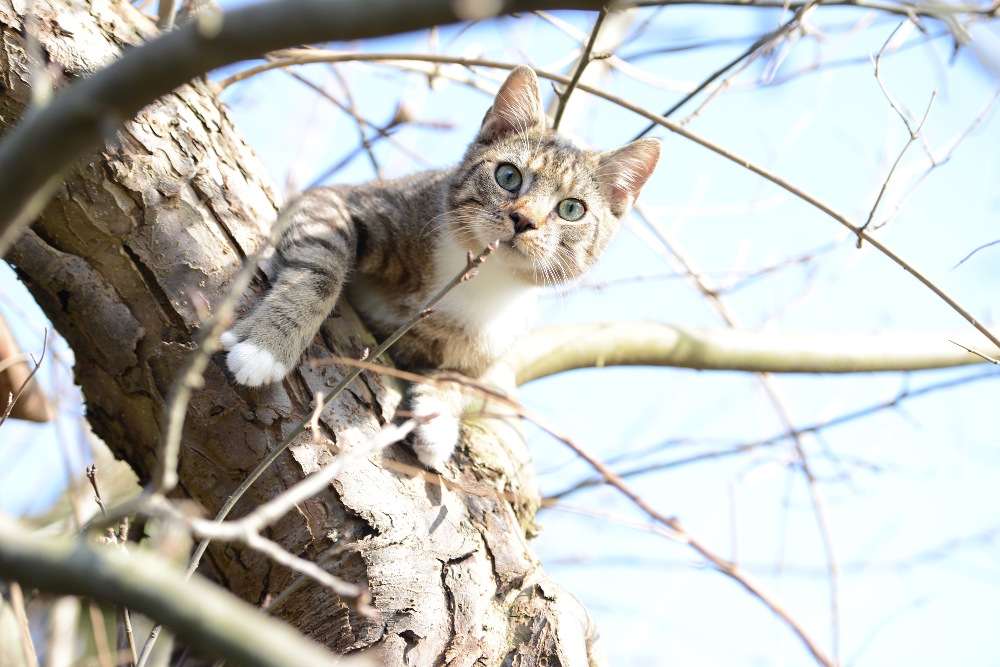 cat tree | weggieboy's blog