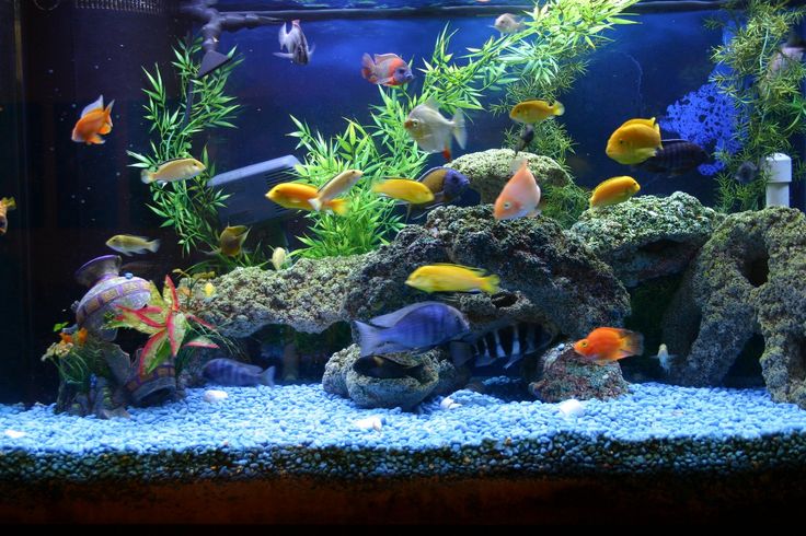 Aquarium Supplies & Accessories for Fish | That Fish Place