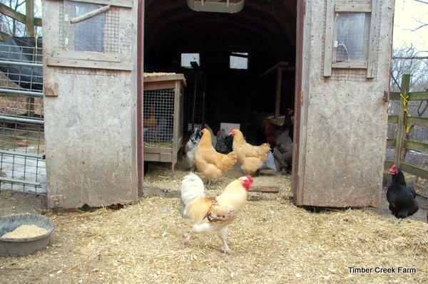 Chicken Coop | Home Design, Garden & Architecture Blog Magazine