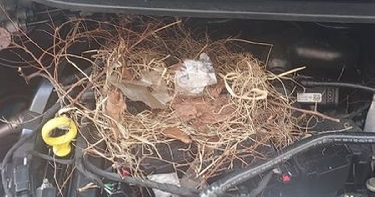 Woman's car left undrivable after 'rats chew through car' - Birmingham Live