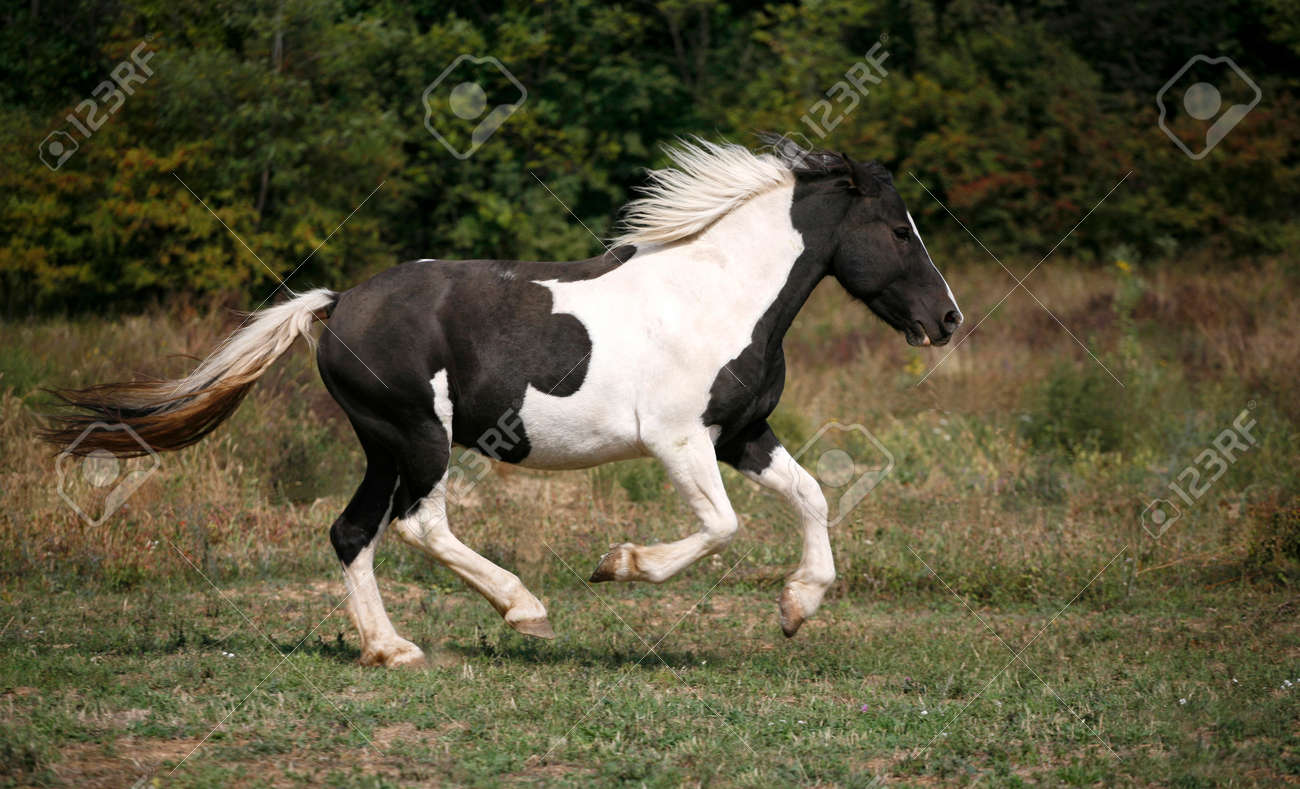 Miniature Horse <a href='/figurine-set/'>Figurine Set</a>. Plastic Hong Kong White and Black Horse Figurines. Diorama Ecology Box Farm Animals. Dollhouse Terrarium Gift by NewToYouVintageZoo