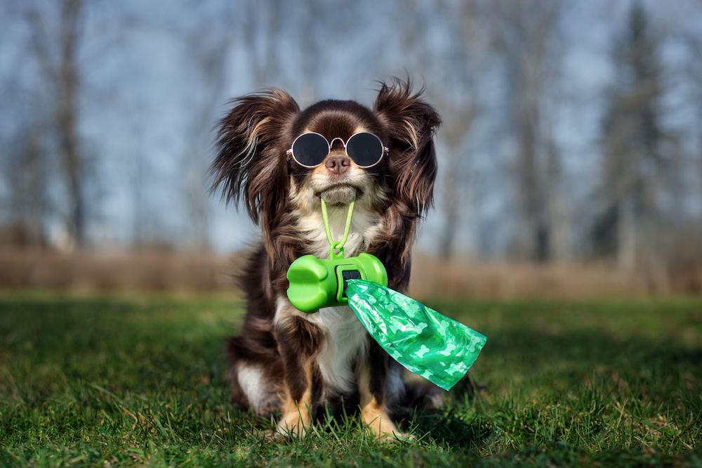 Dog Poop Bags - Black | zooplus.co.uk