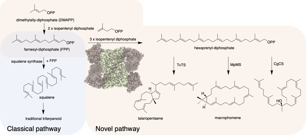 Triterpene - Wikipedia