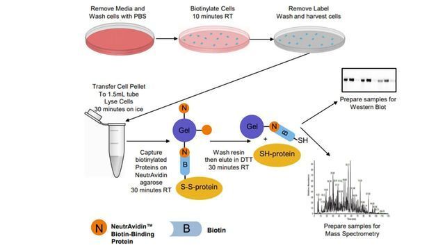 Proteomic Analysis of Mitochondrial Proteins on the Mechanis