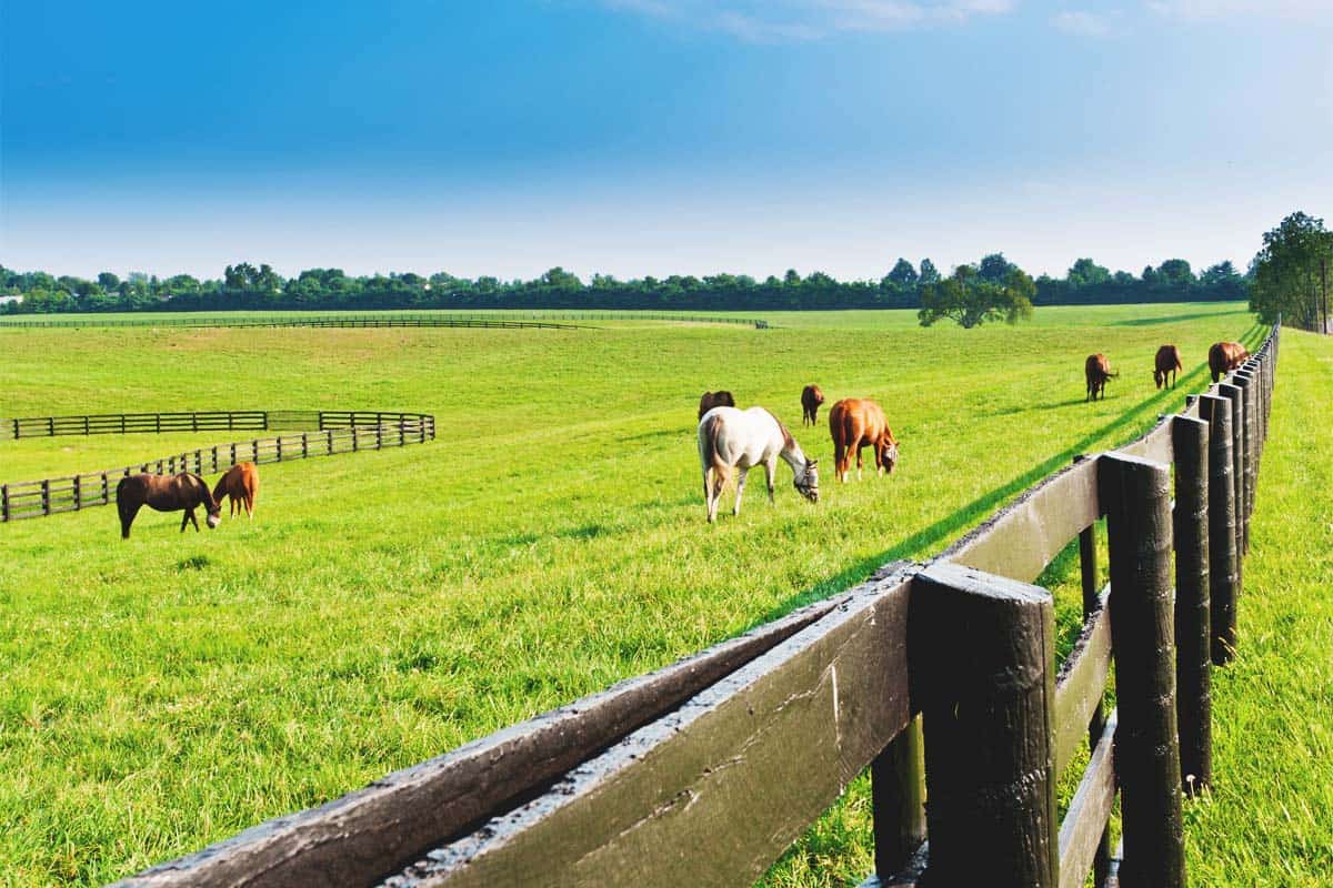 Building a Farm Fence That Will Last a Lifetime | AgNet West