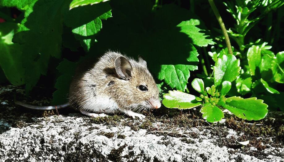 4x Solar Ultrasonic Mice Rat Repellent Fox Pest Scarer Deterrent Discount | Discover Discounts